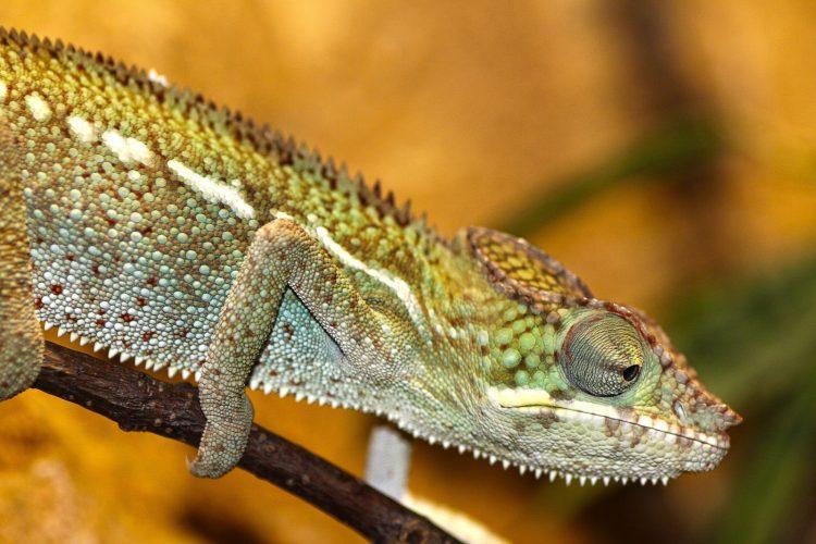 Les Reptiliades - Parc Expo Nimes 2019- reptile