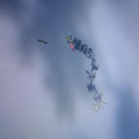 CHRISTÈLE JACQUEMIN