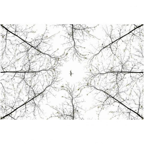 FABIEN DUBESSY - PHOTOGRAPHE NATURE