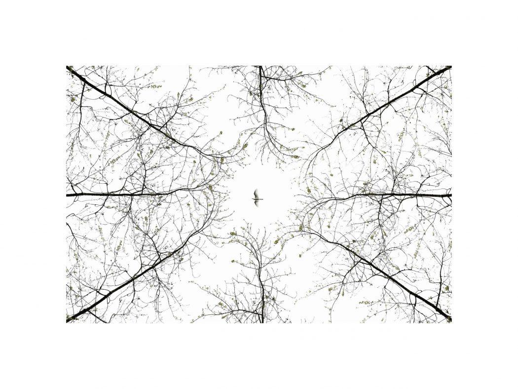 FABIEN DUBESSY - PHOTOGRAPHE NATURE